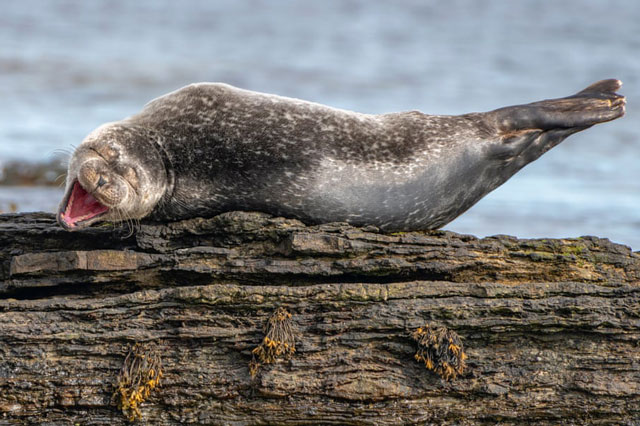 Những bức ảnh hài hước nhất về động vật năm 2020