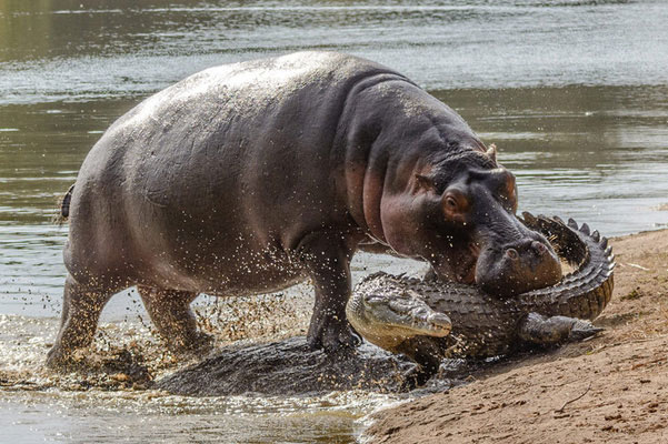 Sở hữu hàm răng sắc nhọn và nổi tiếng hung tợn, vì sao cá sấu lại sợ hà mã hiền như "cục bột", đụng độ còn không toàn mạng trở về?