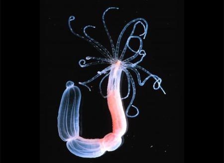 Sinh vật kỳ dị "nửa cây, nửa con" dưới biển