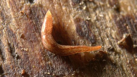 Phát hiện loài sâu kỳ dị nhất thế giới