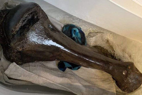 Hài cốt "quái thú" 125.000 tuổi tự hiện hình trên bờ biển