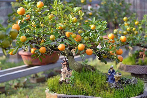 Đầu năm trồng cây lấy lộc nhớ chọn những loại cây này, thần Tài cũng gật gù ưng ý