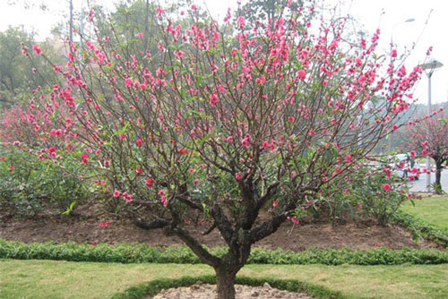 Trồng hoa đào sau Tết cứ làm theo cách này, đảm bảo đào xanh tốt, ra hoa đúng mùa