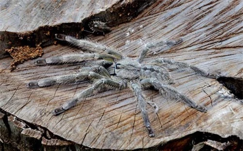 Ảnh đẹp: Loài nhện mới to như mặt người - 9