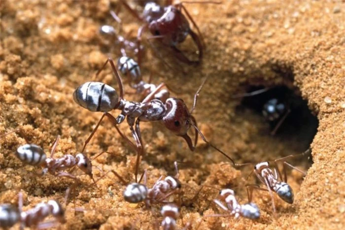Bí mật của loài kiến sống ung dung tự tại ở sa mạc Sahara - 1