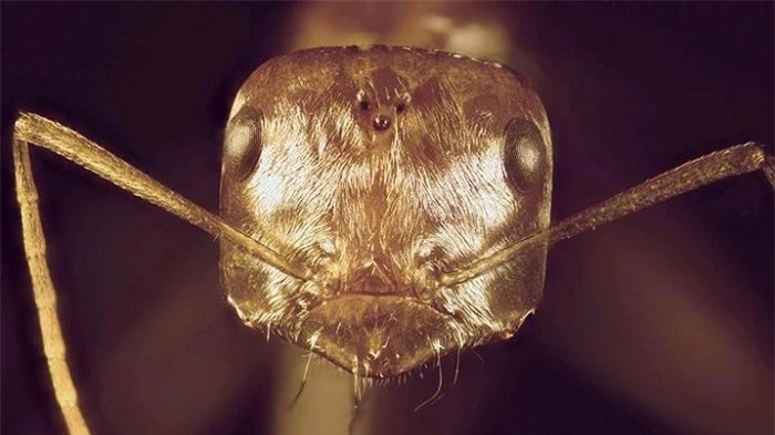 Bí mật của loài kiến sống ung dung tự tại ở sa mạc Sahara - 3
