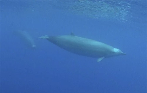 Hình ảnh đầu tiên về loài cá voi mõm khoằm quý hiếm - 1