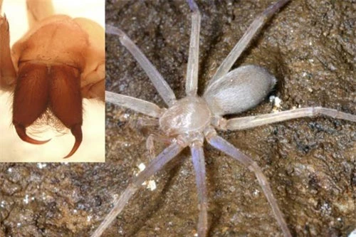 Loài nhện không mắt đầu tiên trên thế giới - 1