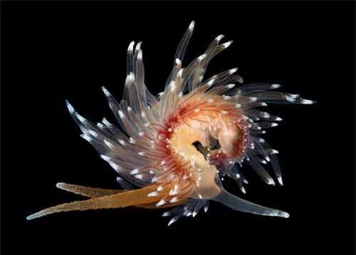 Những sinh vật đẹp lạ kỳ dưới biển sâu - 11