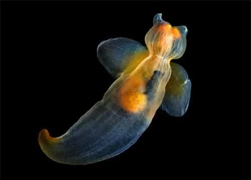 Những sinh vật đẹp lạ kỳ dưới biển sâu - 3