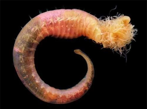 Những sinh vật đẹp lạ kỳ dưới biển sâu - 4