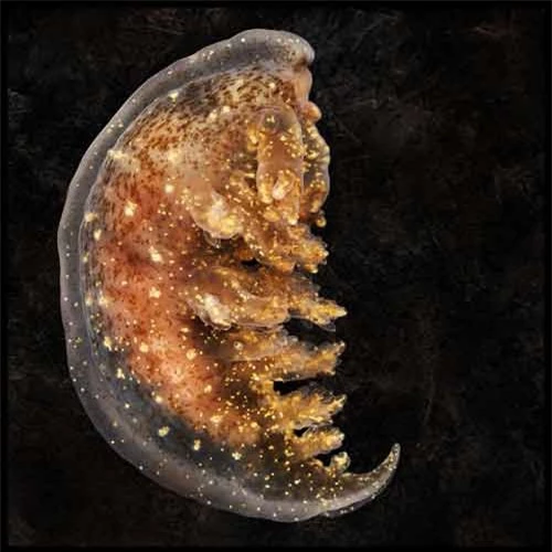 Những sinh vật đẹp lạ kỳ dưới biển sâu - 5