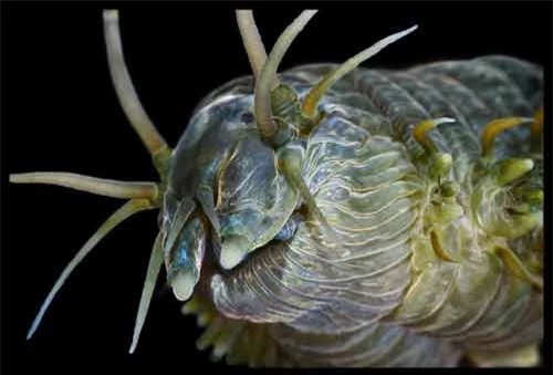Những sinh vật đẹp lạ kỳ dưới biển sâu - 8