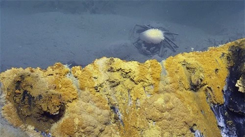 Phát hiện hồ nước 'tử thần' siêu mặn dưới đáy sâu vịnh Mexico - 5