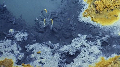 Phát hiện hồ nước 'tử thần' siêu mặn dưới đáy sâu vịnh Mexico - 7