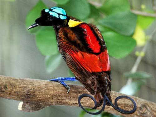 Động vật dùng chiêu "độc" dụ bạn tình