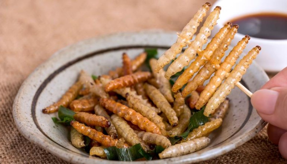 Con người sẽ ăn côn trùng trong tương lai?