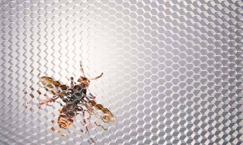 Dùng nọc ong phát hiện chất nổ