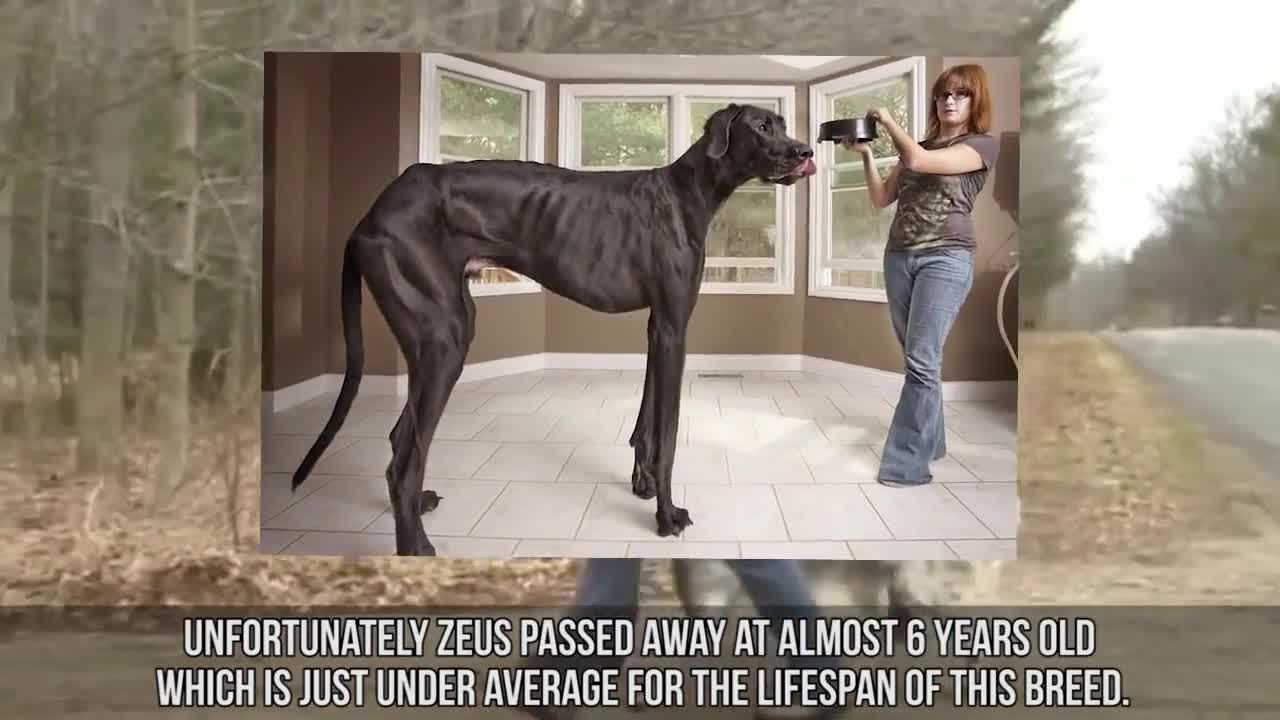 Những động vật khổng lồ dị thường trong đời thực