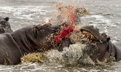 Hà mã con bị cả đàn tàn sát trong lần ra mắt đầu tiên