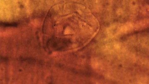 Phát hiện sinh vật kỳ dị trong kén 200 triệu năm tuổi