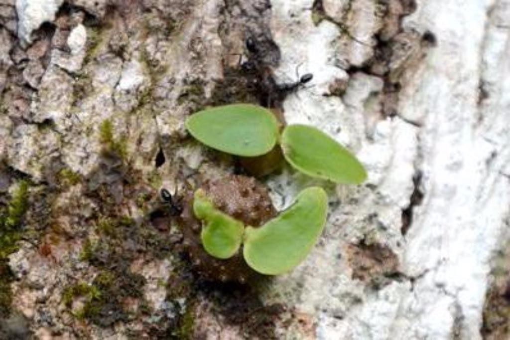 Loài kiến biết trồng cây từ 3 triệu năm trước