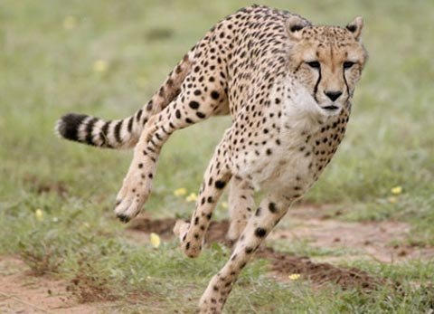 Động vật mắt càng to, chạy càng nhanh