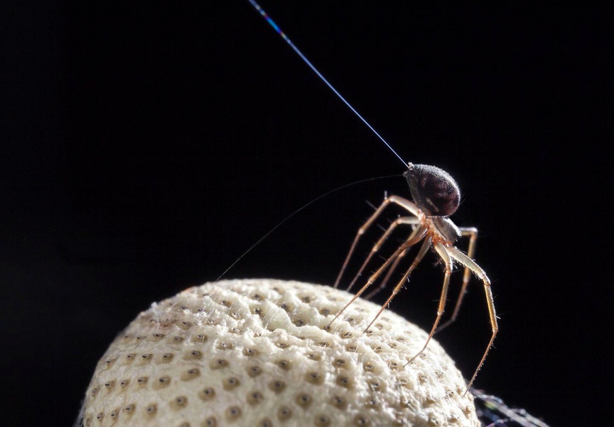 Không cần cánh, loài nhện vẫn có thể 'du hành' nhờ… điện!