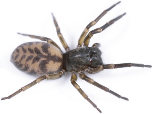 Nhện đã 'xâm chiếm' Trái Đất như thế nào?