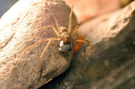 Nhện cái tuyển bạn tình qua "sính lễ" cầu hôn