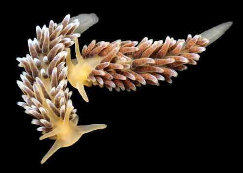 Những sinh vật đẹp lạ kỳ dưới biển sâu