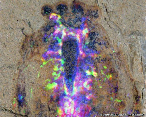 Phát hiện hóa thạch sinh vật cổ 520 triệu năm