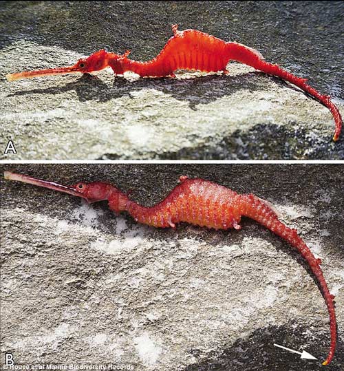 Hình ảnh hiếm có về "rồng biển" có màu hồng ngọc