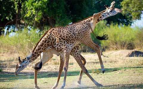 Xem hươu cao cổ hỗn chiến "giành bạn tình"