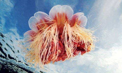 Loài sứa lớn nhất thế giới ở biển Trắng