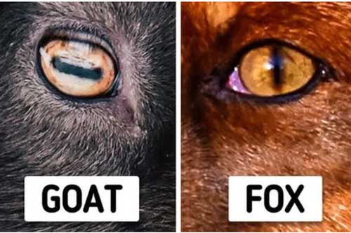 Những sự thật khó tin về các loài động vật cho chúng ta thấy 'mẹ thiên nhiên' quả thực đã sáng tạo đến mức nào