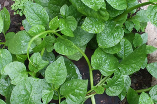 Da đẹp mịn màng, sạch mụn trứng cá chỉ với mồng tơi