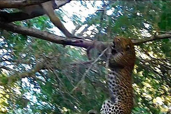 CLIP: Khỉ đầu chó phản đòn cho báo gấm ôm nhục nhã