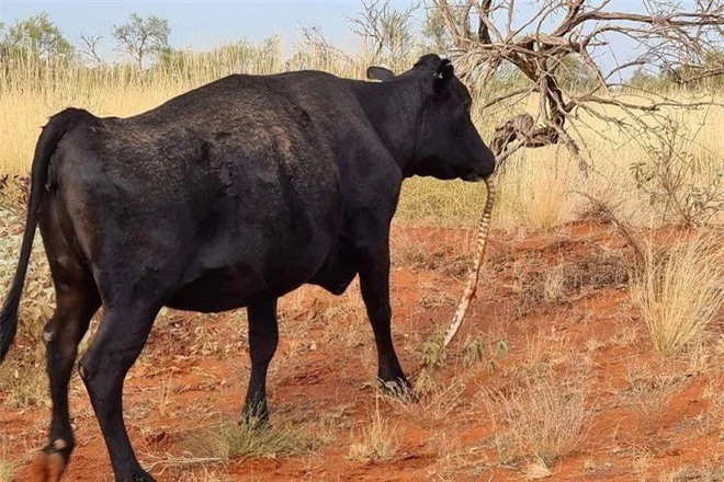 Cảnh tượng bò ăn thịt trăn kỳ dị tại nước Úc: Chuyên gia cho rằng điều này... rất dễ hiểu - Ảnh 1.