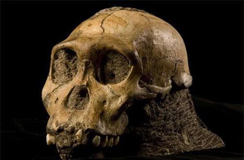 Phát hiện mô da hóa thạch của tổ tiên loài người