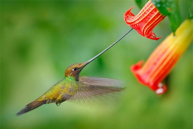 Những sự thật khó tin về các loài động vật cho chúng ta thấy mẹ thiên nhiên quả thực đã sáng tạo đến mức nào - Ảnh 4.