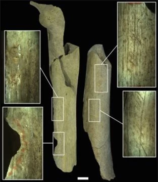 Phát hiện dấu vết cho thấy người Neanderthal từng xẻ thịt đồng loại - ảnh 1