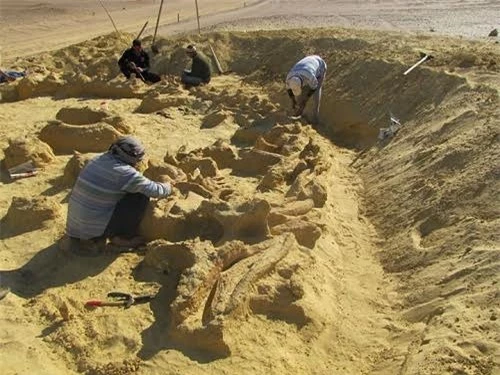 Hóa thạch hoàn chỉnh của một con cá voi cổ đại được các nhà khảo cổ học phát hiện ở Ai Cập. Ảnh Huffington Post