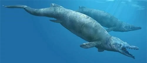 Basilosaurus vẫn còn dấu vết chi sau của loài thú. Ảnh Karencarr