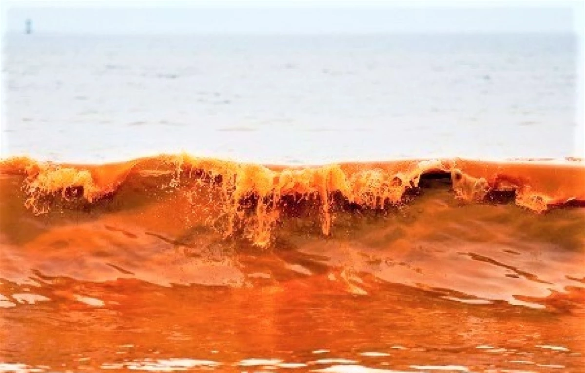 Thủy triều đỏ.Sự xuất hiện của thủy triều đỏ được các nhà khoa học gọi là 'Algal Blooming' - hiện tượng khi có sự phát triển nhanh chóng hoặc nở hoa của tảo trong vùng nước đại dương. Thủy triều đỏ rất nguy hiểm vì những loài tảo này có thể gây tử vong cho chim, động vật và thậm chí cả con người.Ảnh: marineinsight.com