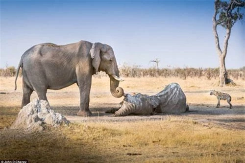 Voi cái ôm ngà voi đực đã chết hàng giờ - 1