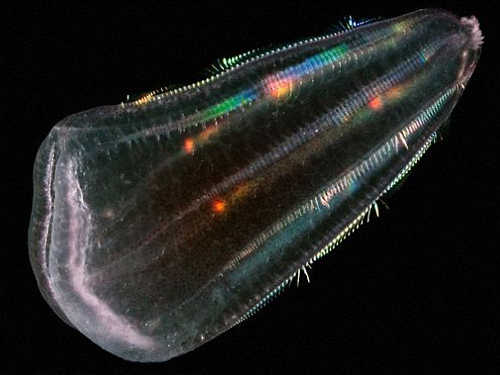 Tổ tiên của loài người là sứa?