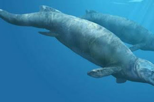 Tìm thấy cá voi cổ đại chứa hóa thạch cá voi khác