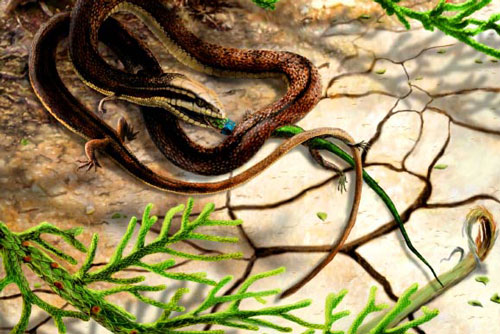 Hóa thạch rắn 4 chân lâu đời nhất ở Brazil