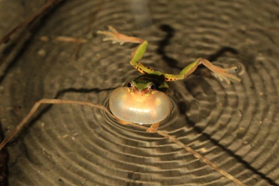 Ếch tiến hóa sau sự kiện khủng long bị tuyệt chủng